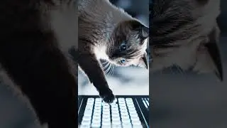 Satisfying cat typing! #shorts #satisfying #ai #cat #typing