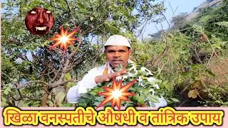 खिळा वनस्पतीचे औषधी व तांत्रिक उपाय vanaspticiolakh. 