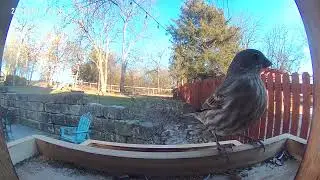 Peaceful Bird Feeding Time | Backyard Nature