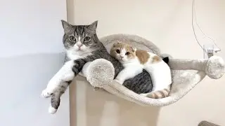 ハンモックの取り合いで喧嘩してた猫たちが和解してまさかのこうなってましたw