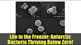 Life in the Freezer: Antarctic Bacteria Thriving Below Zero!