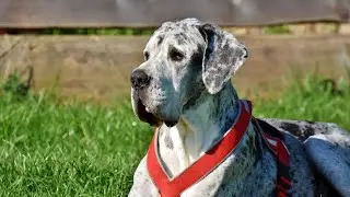 The Essential Guide to Great Dane Nutrition