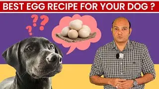 How to give eggs to your dog?