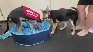 National Dog Day: See behind the scenes at Paws N' Play in Sacramento