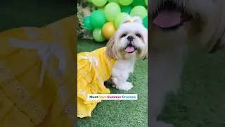 Shihtzu dog in summer attire | Female shihtzu dog #shihtzu #dog