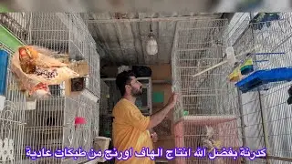 انتاج الهاف اورنج القادم افضل ان شاء الله