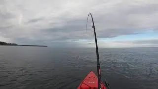 Albie Fall Run at Long Island Sound