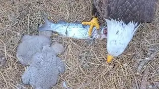 Live fish bonk small eaglet on head | NEFL Bald Eagle | Jan 12, 2026