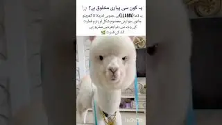 Meet the World&rsquo;s Most Beautiful White Llama 🦙 | Nature&rsquo;s Gentle