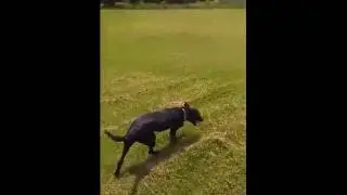 Buster Week 3 (Accelerant Detection Canine)