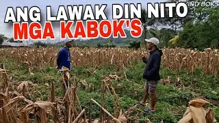 ITO NA MGA KABOK'S ANG BAGUNG LUPA NATIN! THANK YOU PO MGA KABOK'S! 