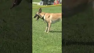 Dogs Can Sense EMOTIONAL Tension Before You Even Fight?