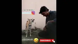 #talking dog (mowgli) #hindi #mowgli #vijay and mowgli comedy vedio hindi super hit performance