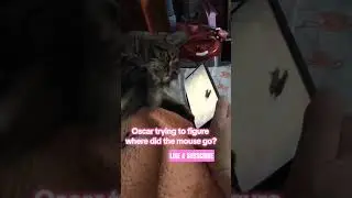 Cat mouse chase       #catmom #catlovers #pets #funnycats #likeandsubscribe