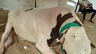 Heavy Bull at jdc cow 2022, cow mandi 2022, jdc 2022,