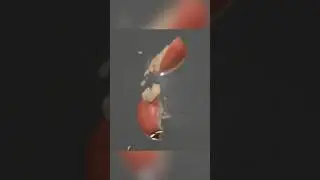 Exploding An Apple Without Touching It