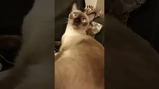 Siamese cats are smart #short #siamesecat #kitty