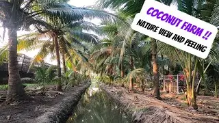 Coconut Farm Nature: Harvesting & Peeling Coconuts the Traditional Way