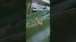 How To Tell If Its A Branch Or Bud On Your Dragon Fruit Plant