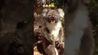 This is my damn tree(hilarious)🔥😂#Koala bear#Wildlife#Short feed#Funny shorts#koala behavior