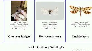 Insekt, Ordnung Netzfl&uuml;gler myrmeleon ungla acer insect bore bella eureka gracilis lutea gigas