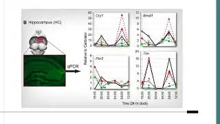 NEURO 324 Concussions and Circadian Rhythm Presentation | Athina Kwon