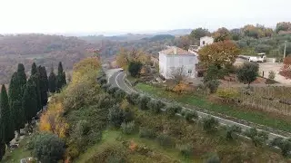 BOJE ZEMLJE Titove, najsjevernije i najviše masline u Istri
