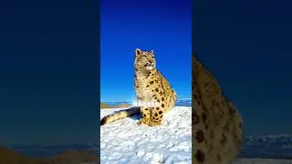 Rare 5 Animals From Asia 🐅🐼