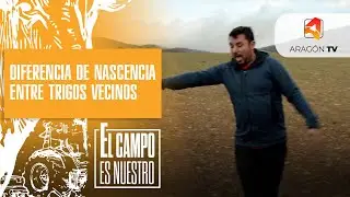 Diferencia de nascencia entre trigos vecinos