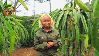 RANDOM TOUR OF OUR DRAGON FRUIT FARM : DRAGON FRUIT FARMING IN KENYA 