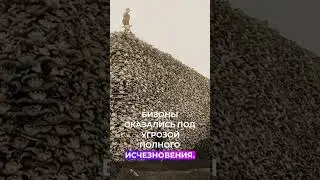 Как в Америке уничтожили бизонов #история #интересно #факты #животные