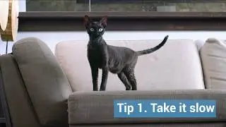 Знакомство Mousr с вашей кошкой