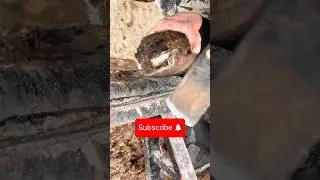 The Largest Hoof I Have Ever Had To Trim. Horse Restoration Front Hooves.