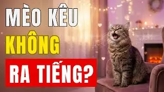 Cat Meowing But No Sound Comes Out? 