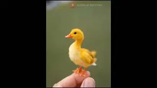 The Cutest Ducklings You'll Ever See &ndash; Prepare for Cuteness Overload!