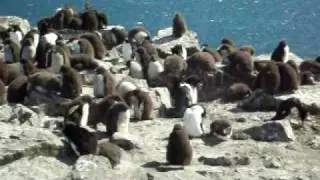 Penguin Squawk