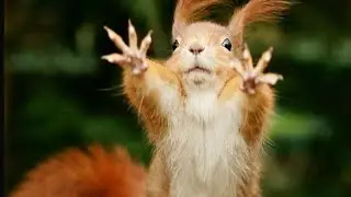 &ldquo;Silly Squirrel vs Rolling Acorn 🐿