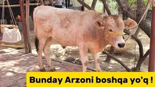 Gibrid va Mestniy buqachalarni Arzonlari keldi ● 26.09.2025 ● BULL MARKET