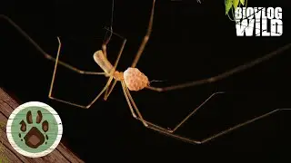 HOE LEGT EEN SPIN EITJES?...De TRILSPIN (Pholcidae) #spin #eitjes #spider #arachnid