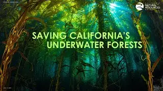 Saving California&rsquo;s Underwater Forests