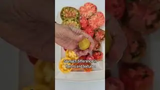 Compare 12 Tomato Varieties
