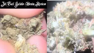 Jet Fuel Gelato - Strain Review