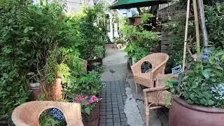 The Onion Garden, London