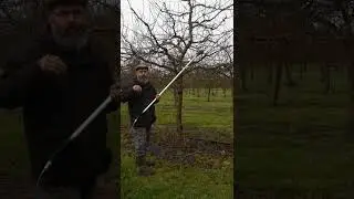 Taille prunier fructification