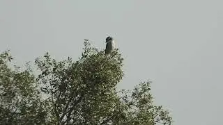 Lanius meridionalis/ alcaud&oacute;n real/ iberian grey shrike