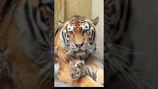 Good morning tiger family .🥰🐅