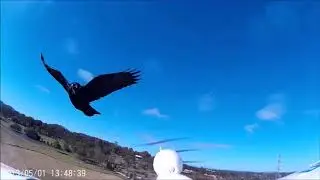 The Angry Crow