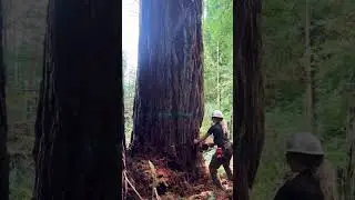 Best Skills #chainsaw #shortsfeed #ytshorts #stihl #naturedocumentary #nature #viral #youtuber