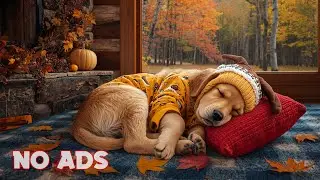 12 Hours Deep Sleep Music for Dogs 🐶 Comfort Senior Dogs 🎵 Joint Pain Relief 💖 No Ads