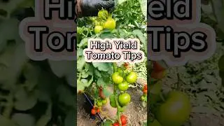 High Yield Tomato Tips and Hacks #garden #organicfarming #gardenigtip #gardening #fertilizer #tomato